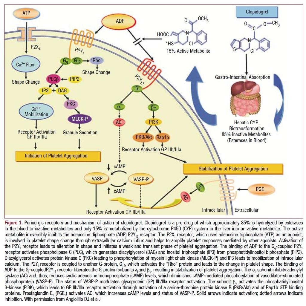 Angiolillo DJ, Ferreiro JL: Platelet Adenosine Diphosphate P2Y(12) Receptor Antagonism: Benefits and