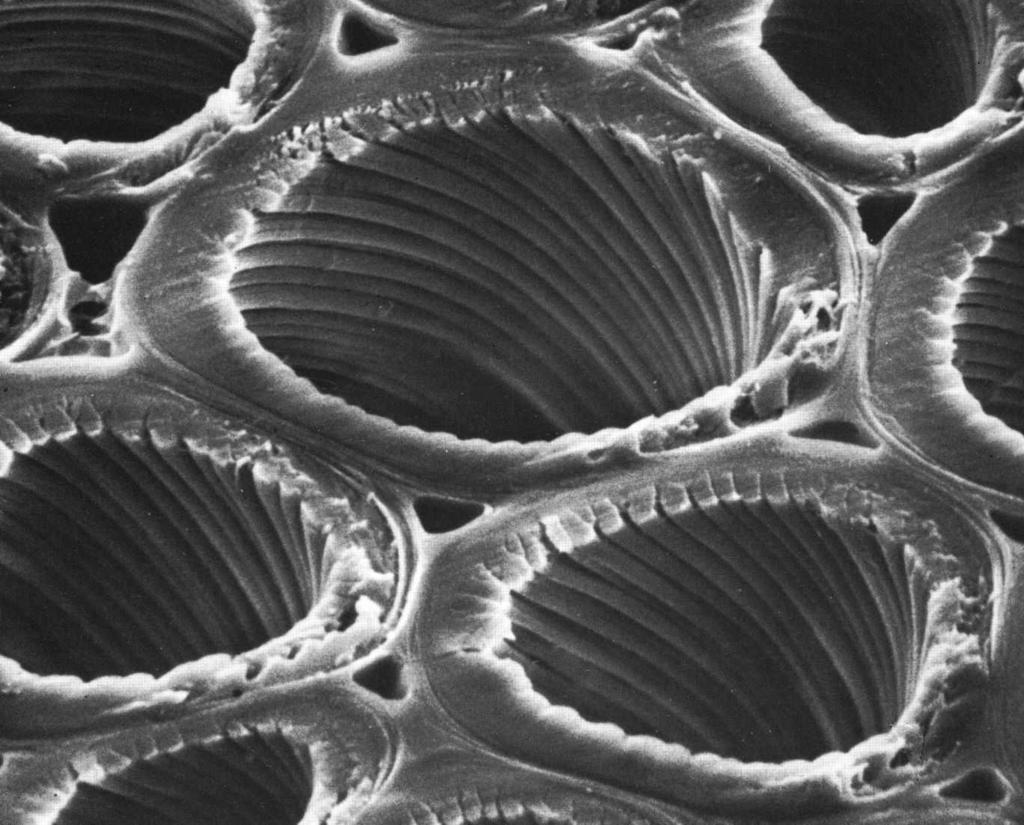 12 Tlakové dřevo mikroskopická stavba charakteristický kulatý tvar tracheid silná buněčná stěna přítomnost mezibuněčných prostor