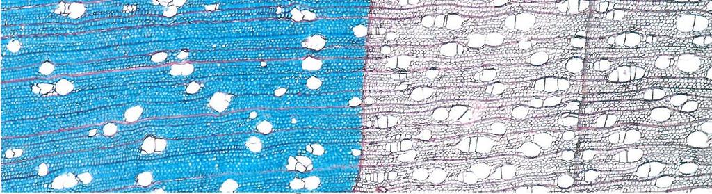 22 Tahové dřevo mikroskopická stavba menší průměr cév, nižší četnost libriformní