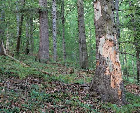 GEOLOGIE Prudk jiïní svah je rozbrázdûn strïemi zdrojnic potoka Malá Brodská. PodloÏí tvofií zlínské vrstvy magurského fly e. Na svazích jsou patrné balvanité sutû níïe pfiecházející ve svahoviny.