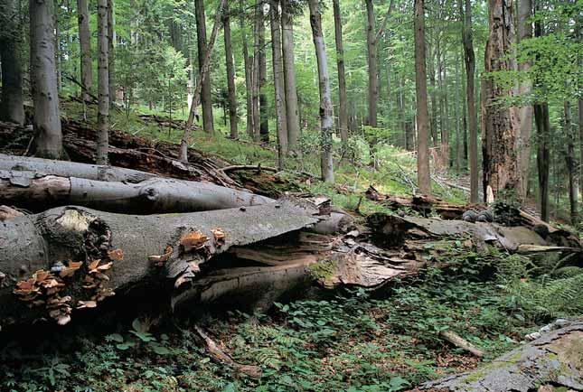 GEOLOGIE Území se nachází v pásmu soláàsk ch vrstev magurského fly e (masivní pískovec v lavicích oddûlen ch vloïkami jílovcû).