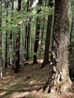 GEOLOGIE Chránûné území leïí na severozápadních svazích hraniãního hfibetu Moravskoslezsk ch Beskyd, severnû od kóty Korytovo (88,6 m n. m.).