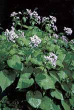 4 V suèov ch lesích je ãastá mûsíãnice vytrvalá (Lunaria rediviva).