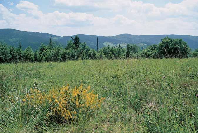 CHKO Beskydy Národní pfiírodní rezervace Mion í Hfibet a pfiilehlé svahy vrcholû Úplaz (949,6 m n. m.) a Velká Polana (893, m n. m.) zakonãení k severu vybíhající rozsochy Velkého Polomu.