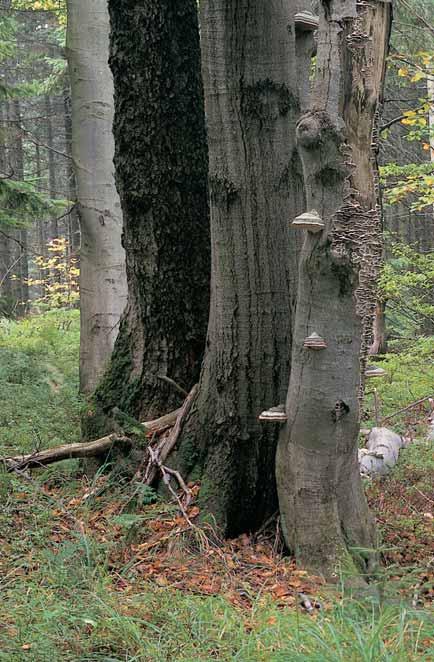 rezervace âeràavina Lesní porosty vrcholu a svahû Ostrého (044,4 m n. m.), asi 8 km jiïnû od Tfiince v Moravskoslezsk ch Beskydech.