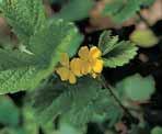 Podél pramenn ch struïek je vyvinuta vegetace svazu Calthion s blatouchem bahenním (Caltha palustris), skfiípinou lesní (Scirpus sylvaticus), prstnatcem májov m (Dactylorhiza majalis), mátou