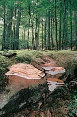 KVùTENA PfievaÏuje kvûtnatá buãina s kyãelnicí Ïláznatou (Dentario glandulosae-fagetum). Hlavní dfievinou je buk lesní (Fagus sylvatica), hojná je dosud jedle bûlokorá (Abies alba).