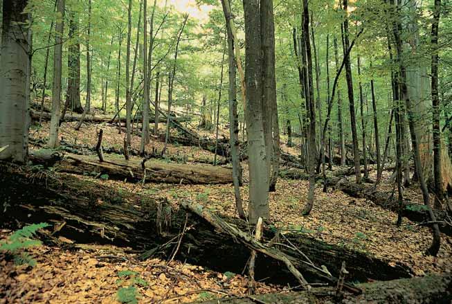 CHKO Beskydy Národní pfiírodní rezervace GEOLOGIE Území se nachází v nejsevernûj ím pásmu magurského fly e, tvofieném pfiedev ím arkózov mi pískovci soláàsk ch vrstev.