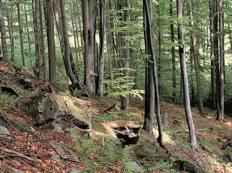 památka Skálí památka se nachází v centrální ãásti Vsetínsk ch vrchû, ve stfiední a spodní ãást prudkého jiïního svahu pod kótou Le tí (899,6 m n. m.), asi km západnû od Solánû âartáku.