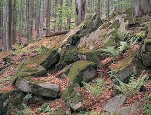GEOLOGIE Území patfií k raãanské jednotce magurského fly ového pásma. Je tvofiena pouze fly ov mi horninami, vût inou pískovci a jílovci (zãásti vápnit mi) na hranici zlínsk ch a soláàsk ch vrstev.