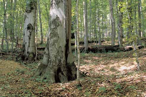 GEOLOGIE Rozsáhlá oblast v voje zlínsk ch vrstev magurského fly e. Svahy se prudce svaïují do pramenné oblasti potoka Smradlavá.