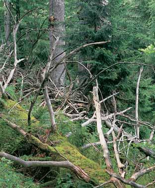 CHKO Beskydy rezervace Smrk Vrcholová a podvrcholová ãást izolovaného masivu Smrku (76,3 m n. m.), 0 km jiïnû od Fr dlantu nad Ostravicí.