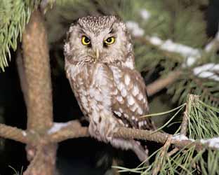 963 a není podchycena v razná zmûna, kterou prodûlaly zkoumané lesní porosty v prûbûhu následujících let. Neménû zajímavá je fauna obratlovcû.