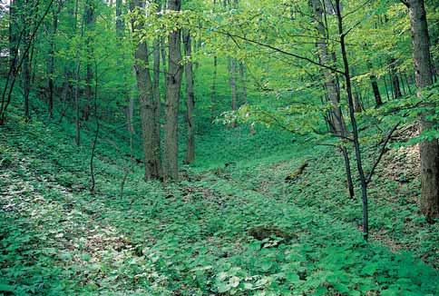GEOLOGIE PR se nachází na ãelním svahu Hodslavického Javorníku pod k. 709,8 m 