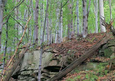 GEOLOGIE Území leïí na okraji vlastních godulsk ch vrstev, níïe po svahu vystupují pestré godulské vrstvy.