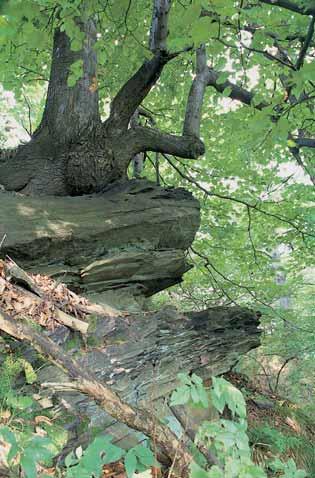 CHKO Beskydy GEOLOGIE PR leïí na severním okrajovém vrcholu Hodslavického Javorníku pod vrcholem Hu t n (748,6 m n. m.).