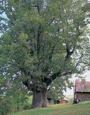 O: 50 cm, Vs: 6 m, S: asi 300 let. 4. Dub letní, Dub v Jehliãné, okres Vsetín, k. ú. Krhová, p. ã. 353, u hostince Na Jehliãné. O: 53 cm, Vs: 9 m, S: asi 350 aï 400 let. 5. Borovice lesní, Borovice na Horní Morávce, okres Fr dek-místek, k.