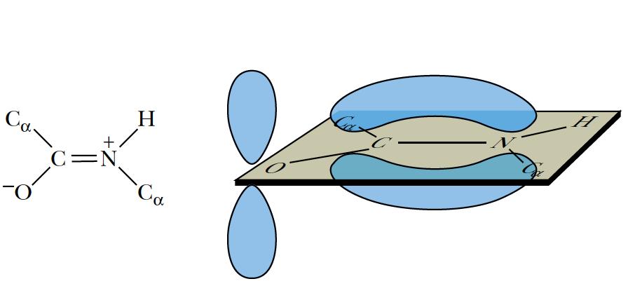 IV] Peptidová