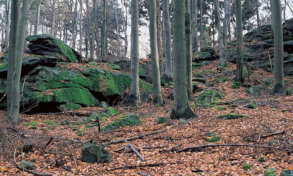 GEOLOGIE PodloÏí tvofií proterozoické horniny moldanubika. Hlavní ãást buduje monotónní skupina zastoupená migmatitick mi biotitick mi rulami s kyanitem, vût inou detailnû provrásnûn mi.