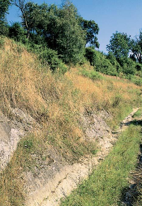 V tûchto relativnû mûkk ch horninách vznikly nápadnû hluboké úvozy polních cest, zvlá tû vyvinuté severnû od lokality.