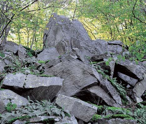 Okres Îìár nad Sázavou rezervace Ochoza Lesní porosty na hfibetu kóty Ochoza (566,5 m n. m.) a sedlem oddûlené kóty 56 m n. m., asi km severozápadnû od Ujãova.