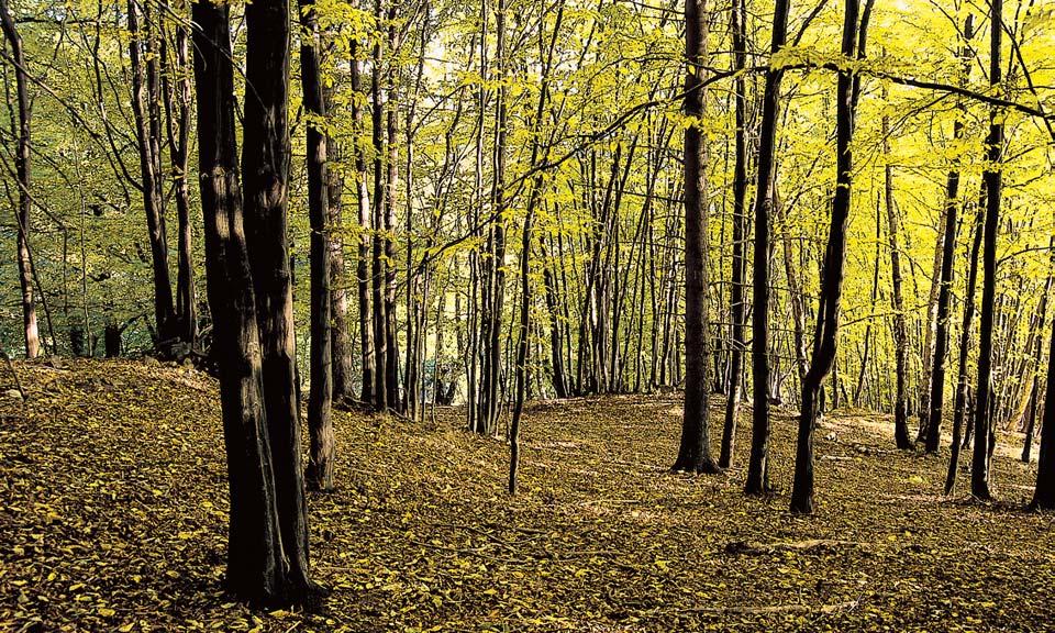 lesních spoleãenstev 3. a 4. vegetaãního stupnû. GEOLOGIE Podklad tvofií proterozoické horniny svrateckého krystalinika.
