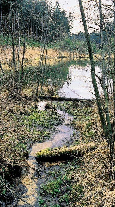 památka Ol oveãek Dvojice rybníãkû a úsek Pucovského potoka mezi nimi v lesním komplexu 0,5 km jihov chodnû od Jindfiichova.