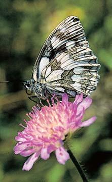 Okres Îìár nad Sázavou KVùTENA Na such ch travnat ch plochách roste relativnû poãetná populace vemeníku dvoulistého (Platanthera bifolia).