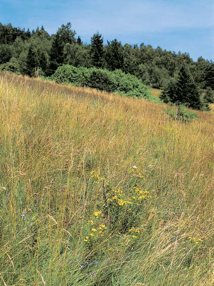 matricariifolium), a dal í druhy suchomiln ch trávníkû zbûhovec lesní (Ajuga genevensis), ostfiice jarní (Carex caryophyllea), hvozdík kropenat (Dianthus deltoides), vítod obecn (Polygara vulgaris),