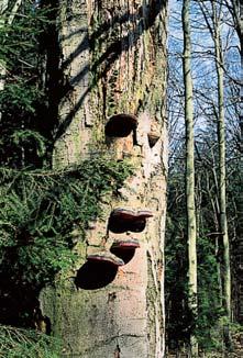 GEOLOGIE PodloÏí je tvofieno proterozoick mi horninami moldanubika. Monotónní skupina je zastoupena migmatitick mi biotitick mi rulami s kyanitem, vût inou detailnû provrásnûn mi.
