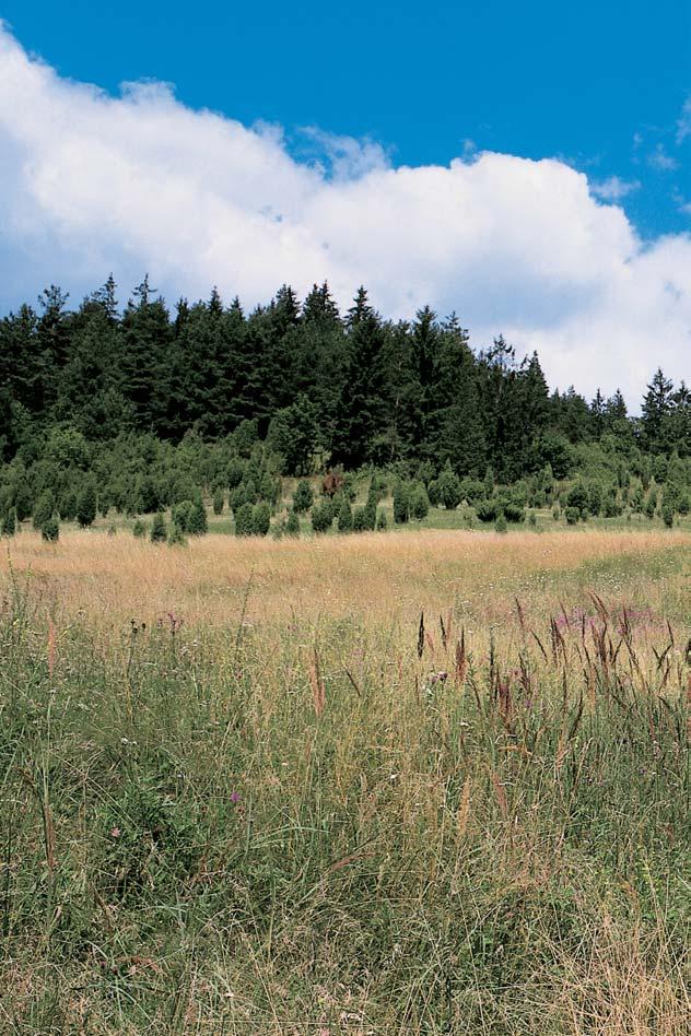 Národní pfiírodní památka vafiec Louky a pastviny na pfiíkrém svahu nad úpravnou vody a hornick m kostelíkem 500 m severov chodnû od obce vafiec.