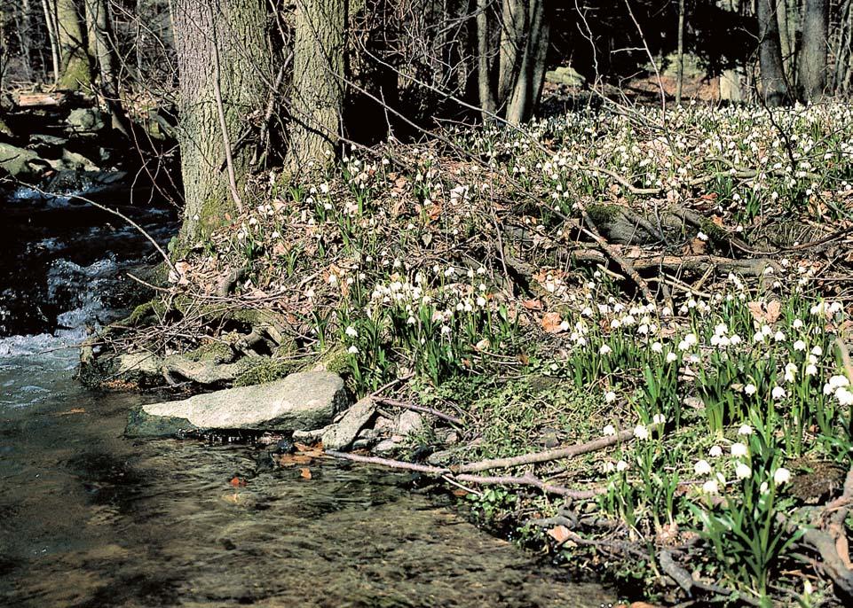 Okres Îìár nad Sázavou rezervace Údolí Chlébského potoka Ol iny a vlhké louky na dnû hlubokého údolí Chlébského potoka, 0,8 km severov chodnû od obce Chlébské.