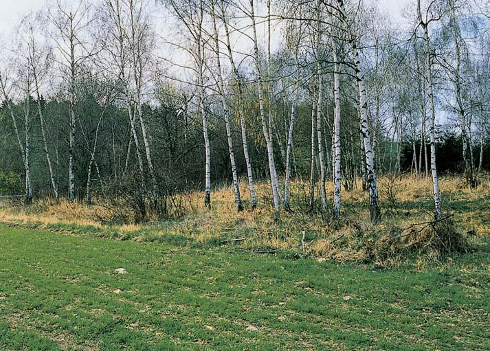 GEOLOGIE Podklad tvofií proterozoické horniny pestré skupiny moldanubika. Jedná se o mineralogické nalezi tû vytvofiené na kontaktu pegmatitu s hadci, které jsou oznaãovány jako desilifikované.