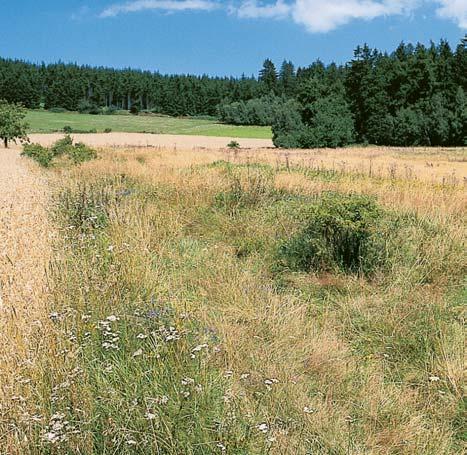 GEOLOGIE Území je tvofieno proterozoick mi horninami vûstínského komplexu. Jedná se o dvojslídné granátické leptynity.