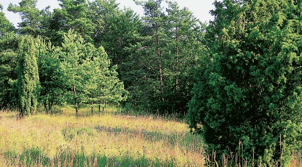 Okres Îìár nad Sázavou památka KfiiÏník Suchá louãka u kraje lesa poblíï kóty 475 m n. m., 0,6 km severnû od Dolního âepí.