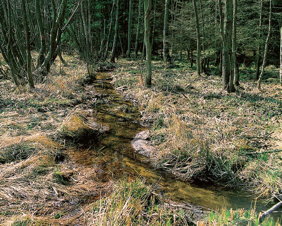 Okres Îìár nad Sázavou památka Mrázkova louka Lesní louãka vlevo od silnice Horní Bory Rousmûrov, asi,5 km severnû od obce Horní Bory.