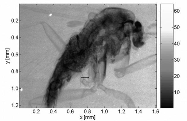 Ma te ri als Struc ture, vol. 15, no. 2a (2008) k51 Fig ure 2. Radiography of a gold-grid taken by us ing LuAG:Ce thin screen. Fig ure 4. Microradiography of the body of Drosophila melano - gaster.