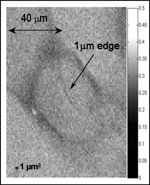 Sev eral bi o log i cal sam ples were stud ied in the next ex - per i ments. Here only Drosophila is pre sented.