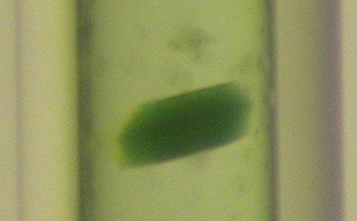 Ma te ri als Struc ture, vol. 15, no. 2a (2008) k57 P4 CRYSTALLIZATION STUDY OF HIGH PLANTS PHOTOSYSTEM II AND CHLOROSOMAL BACTERIOCHLOROPHYLL C AG GRE GATES Tatyana Prudnikova 1, José A.