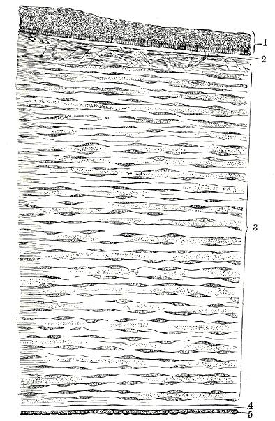 2. Anatomie a fyziologické parametry rohovky Aby bylo možné zabývat se samotným onemocněním, je nutné porozumět stavbě rohovky. Níže je proto stručně rozebrána.