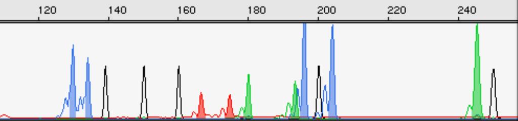 Fluorescenčná multiplex-pcr Metóda na určenie molekulovo-genetickej podstaty vzniku syndrómov, zameraná na polymorfizmus 2nt opakovaní na lokusoch D15S11,GABRB3, D15S113,