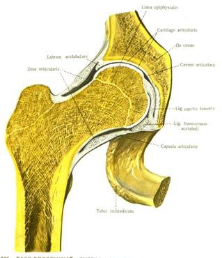 Hip joint