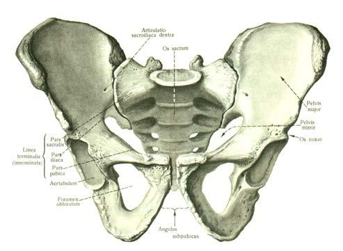 Pelvis