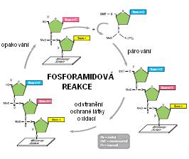 Po té, co je natištěna první baze, je oxidována tritilová skupina, která chrání 5 hydroxylovou skupinu nukleotidu, čímž umožní reakci s 3 koncem následující baze.