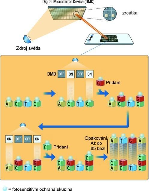 Další průběh syntézy je obdobný jako u fotolithografické techniky společnosti Affymetrix.