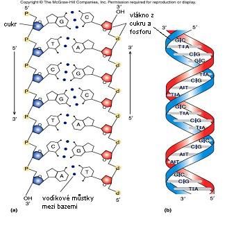 2. ÚVOD DO PROBLEMATIKY ANALÝZY DNA 2.1 ZÁKLADNÍ POJMY 2.1.1 DNA Každá buňka má v sobě uloženou kompletní informaci o vlastnostech organismu, ke kterému náleží.