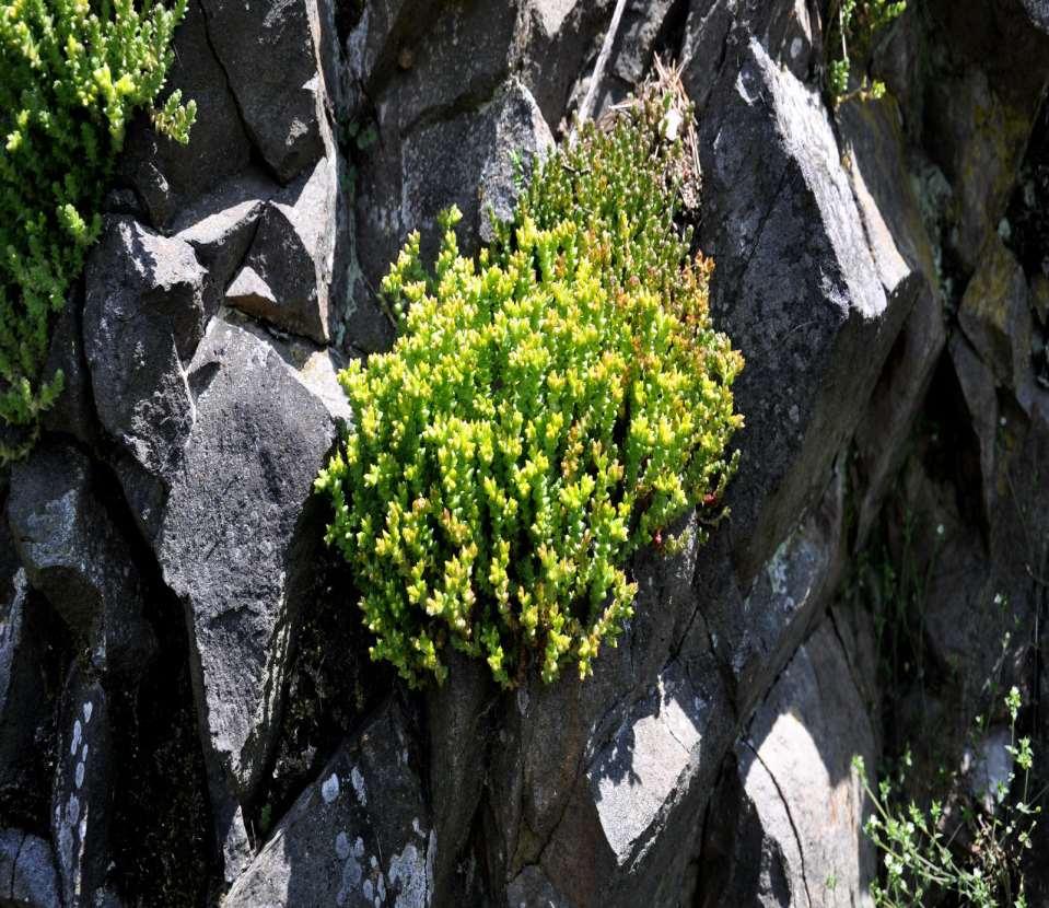 Sedum acre (rozchodník ostrý) celá