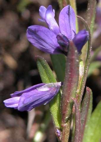 Řád Fabales* Čeleď Polygalaceae (vítodovité) dřeviny nebo byliny listy jednoduché květy oboupohlavné, zygomorfní, květní obaly rozlišené, volné