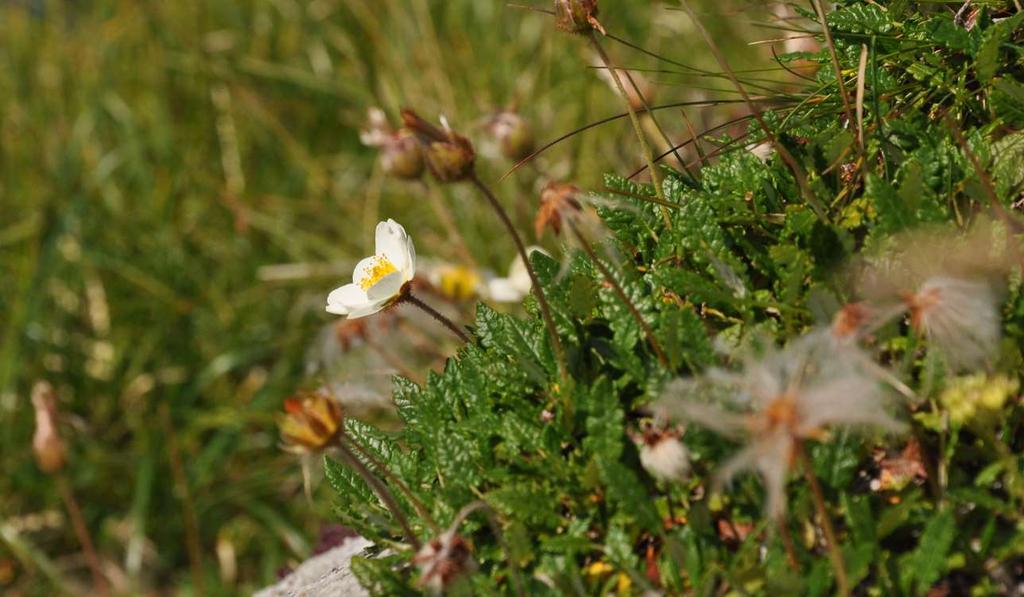 Dryas octopetala