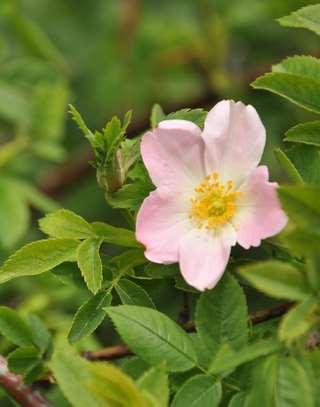 Rosaceae (růžovité) Rosa (růže) Rosa (růže) ostny trichomového původu, listy lichozpeřené, palisty přirostlé k řapíku, velké vonné květy, češule se za zralosti mění v dužnatý